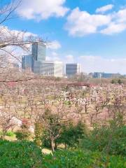 Plantación de ciruelos del Castillo de Osaka