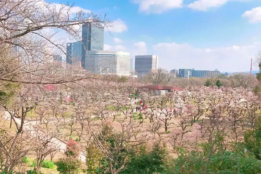 Plantación de ciruelos del Castillo de Osaka