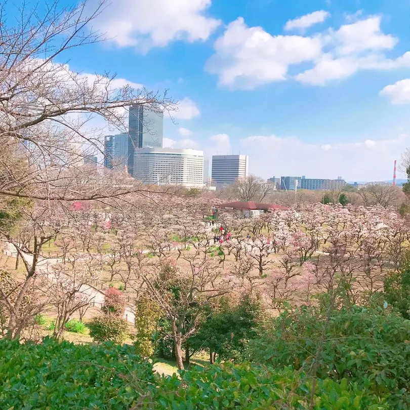 1_大阪城梅花林