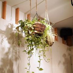 Ten Foot Henry User Photo