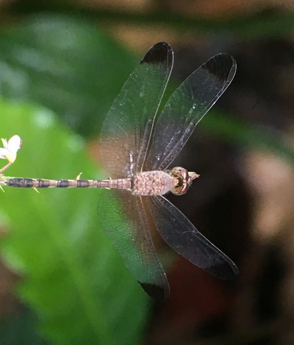 Manuel Antonio National Park