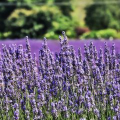 Lauren's Lavender Farm張用戶圖片
