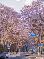 宏達北路桐花大道