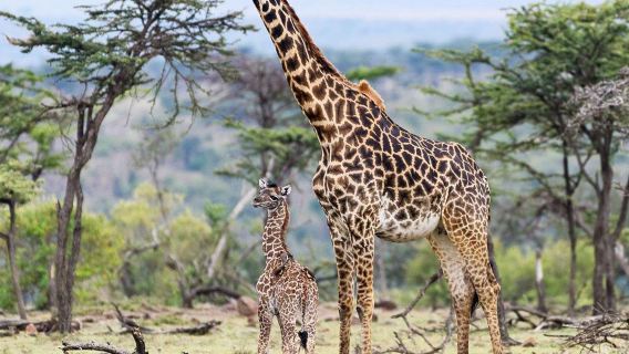 Naboisho Conservancy