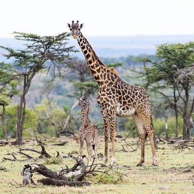 Naboisho Conservancy