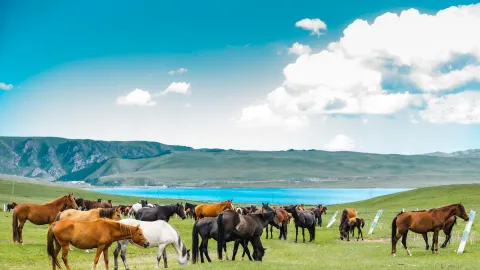 Shandan Army Horse Breeding Farm attraction in Gansu