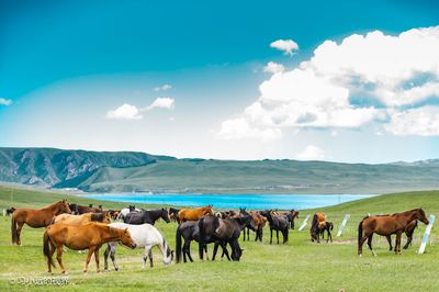 Shandan Army Horse Breeding Farm
