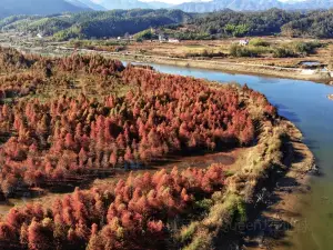 紅杉林景區