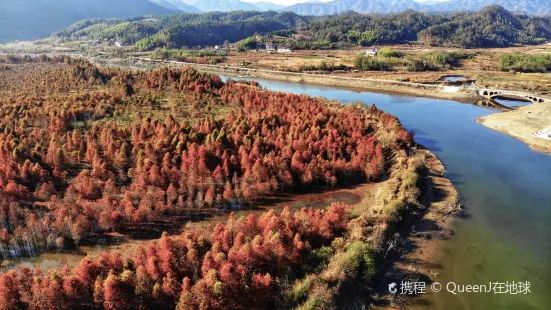 紅杉林景區