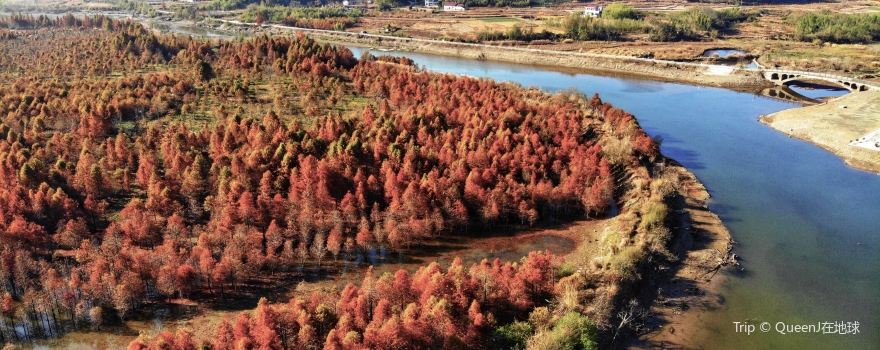 落羽紅杉林景區