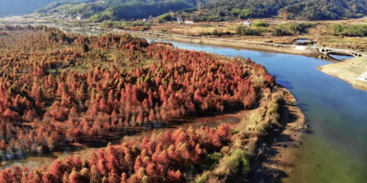 落羽紅杉林景區