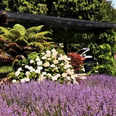 Lauren's Lavender Farm張用戶圖片
