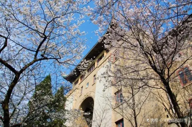 Cherry Blossom Viewing in Wuhan
