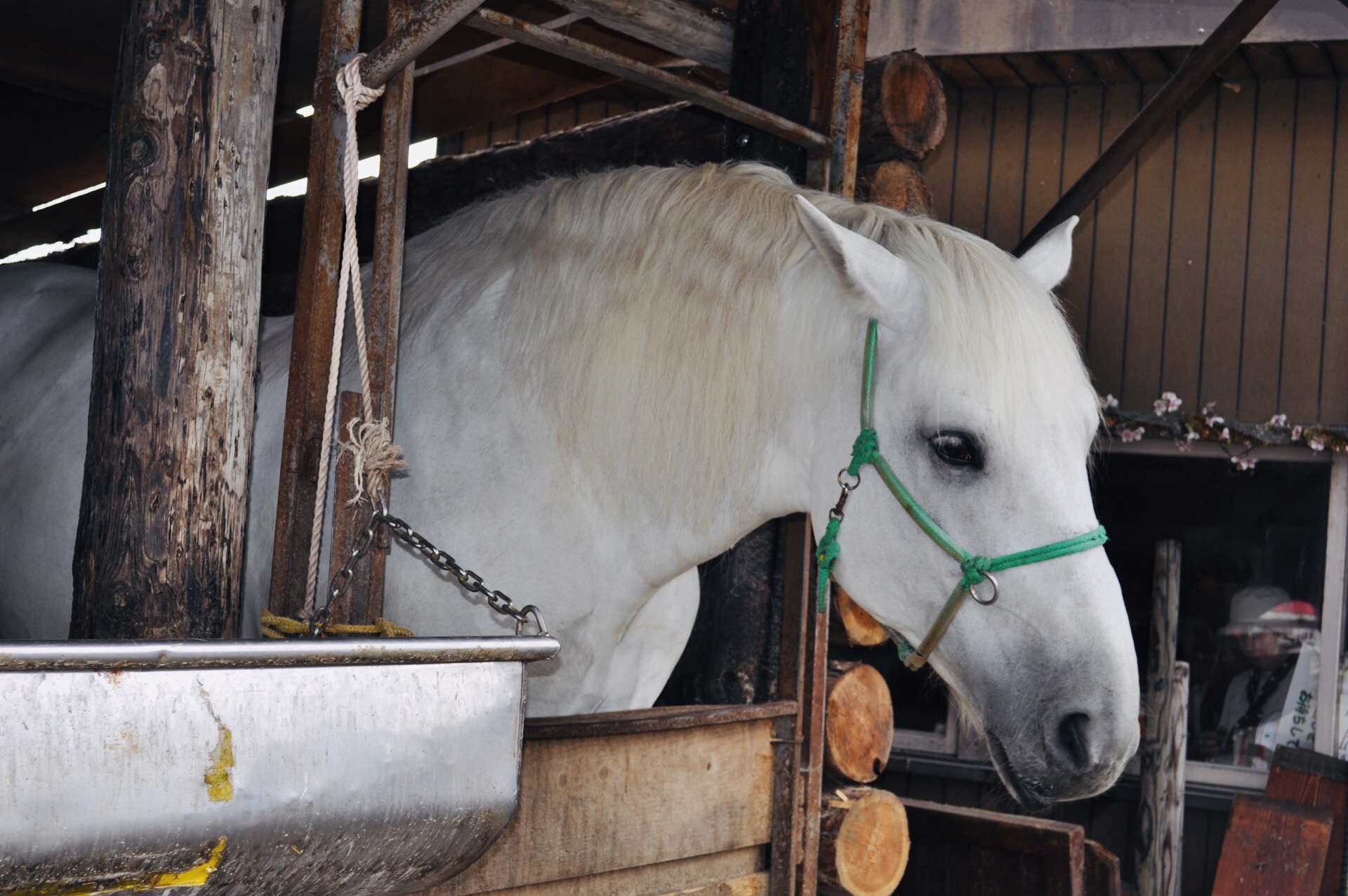 十勝拉扒犁賽馬帶廣賽馬場景點評價 十勝拉扒犁賽馬帶廣賽馬場門票 十勝拉扒犁賽馬帶廣賽馬場優惠 十勝拉扒犁賽馬帶廣賽馬場交通 地址 開放時間 十勝拉扒犁賽馬帶廣賽馬場附近景點 酒店及美食 Trip Com