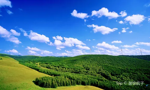Colourful Forest
