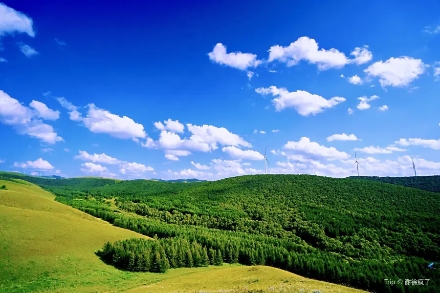 Shenxiangu Qicai Forest