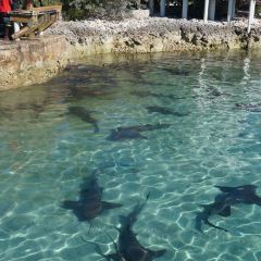 Staniel Cay Yacht Club Restaurant 여행 사진