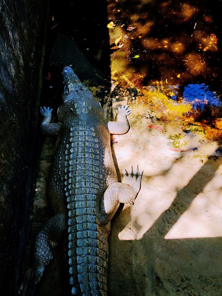 Miri Crocodile Farmのレビュー Miri Crocodile Farmのチケット Miri Crocodile Farmの割引 Miri Crocodile Farmの交通機関 所在地 営業時間 Miri Crocodile Farm周辺の観光スポット ホテル グルメ Trip Com Miri Crocodile Farmのレビュー Miri Crocodile Farmのチケット Miri Crocodile Farmの割引 Miri Crocodile Farmの交通機関 所在地 営業時間 Miri Crocodile Farm周辺の観光スポット ホテル グルメ Trip Com