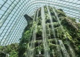 Cloud Forest