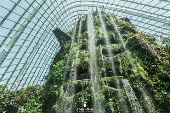 Cloud Forest