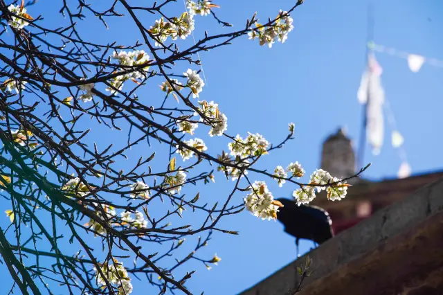 Pear Blossom Viewing in Danba