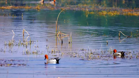Caohai National Nature Reserve attraction in Bijie