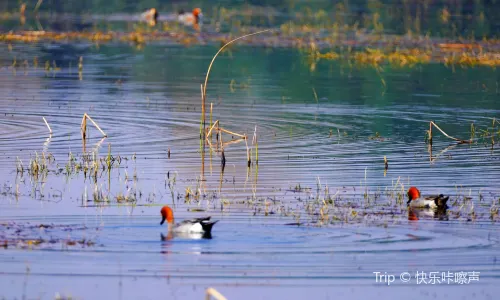 Caohai National Nature Reserve