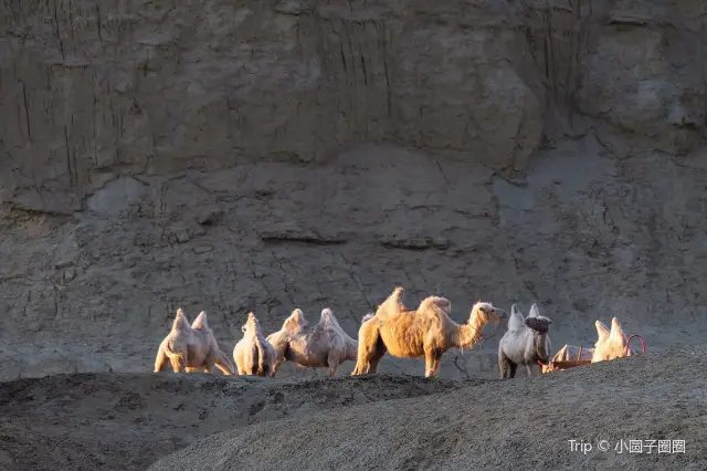 Camel Riding in Karamay