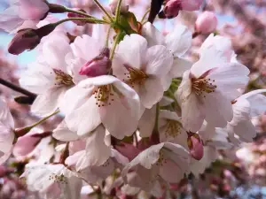 丹麥熱門賞花踏青景點