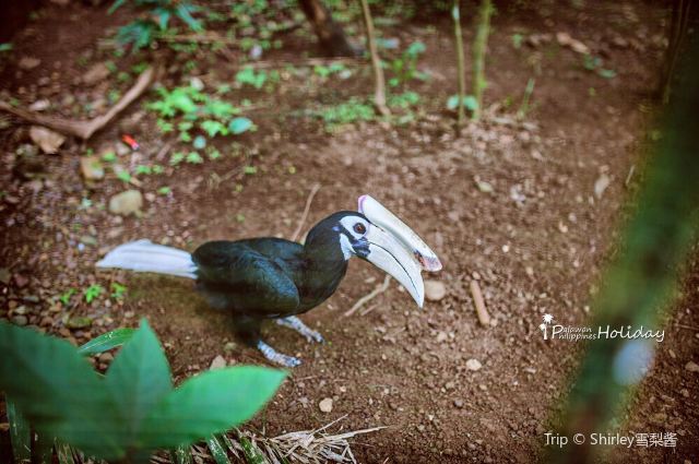 Palawan Wildlife Rescue and Consevation Center