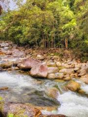 Parco nazionale Daintree