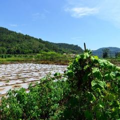 阳山县七拱镇木棉甘记农庄 User Photo