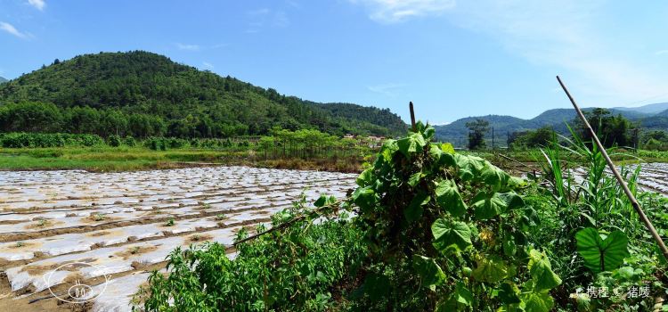 阳山县七拱镇木棉甘记农庄