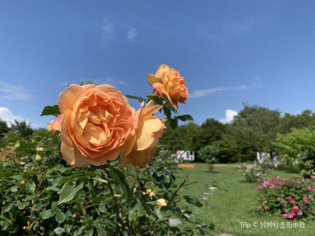 Conservatoire et Jardin botaniques de la Ville de Genève