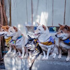 Inu Cafe User Photo