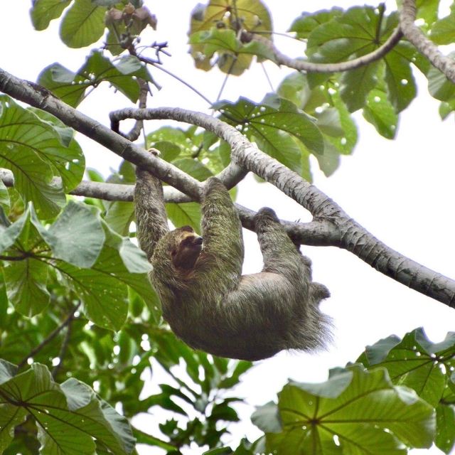Manuel Antonio National Park