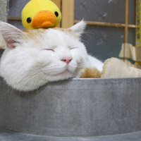 head-img