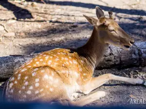 Gorge Wildlife Park