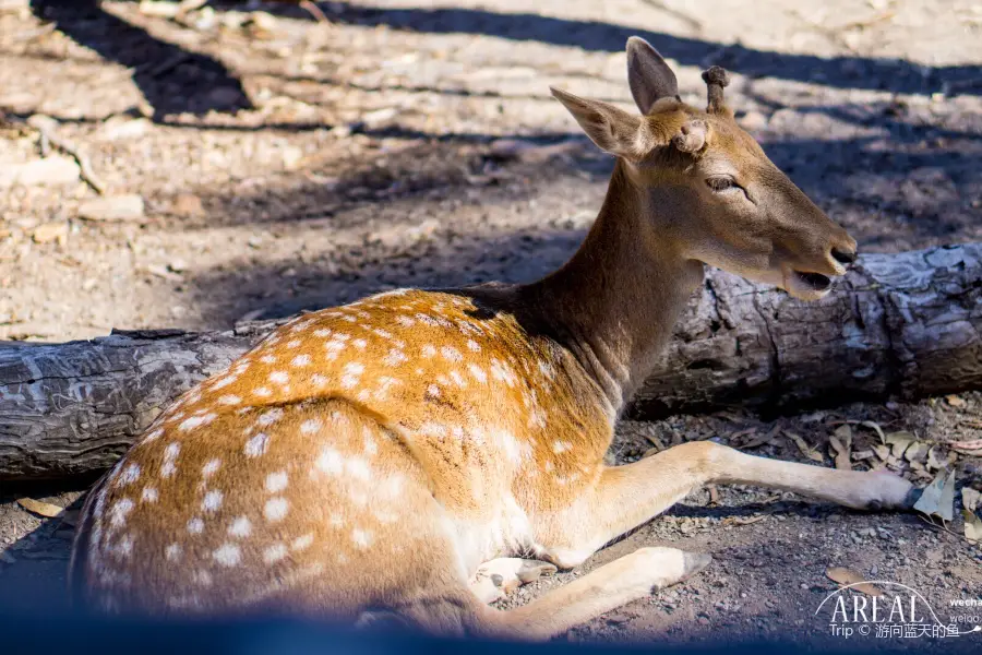 Gorge Wildlife Park