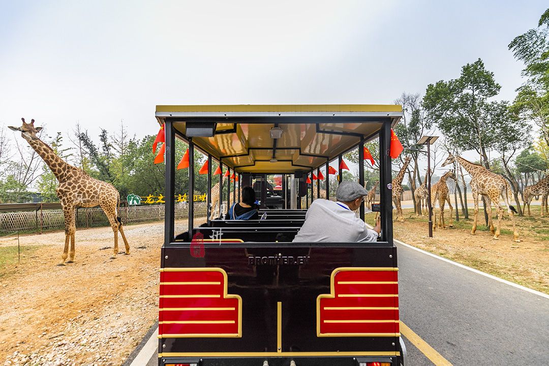 In the Dragon Dream Animal World, you can walk, drive or take a small train in several ways to get close to a variety of wildlife. Was it blocked by giraffes and zebras? Don't be afraid, let them live first. You can also feed and hold small animals, which is definitely the love of the children. Located in the Taihu Lake Dragon Dream Park on the south bank of Taihu Lake, it is currently only open to the animal world. Other star-rated hotel groups, pension apartments, Taihu Ancient Town, Grand Circus, Sea World, Happy World, Splash World, Wetland Park, etc. Opened in succession. When completed, the area will be two times larger than Shanghai Disneyland, and it will take at least one week to play.