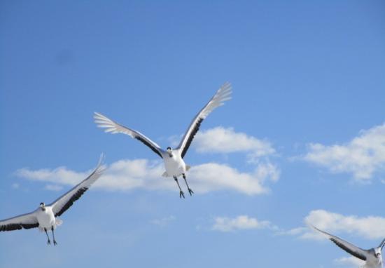 鶴居伊藤丹頂鶴保護區景點評價 鶴居伊藤丹頂鶴保護區門票 鶴居伊藤丹頂鶴保護區優惠 鶴居伊藤丹頂鶴保護區交通 地址 開放時間 鶴居伊藤 丹頂鶴保護區附近景點 酒店及美食 Trip Com