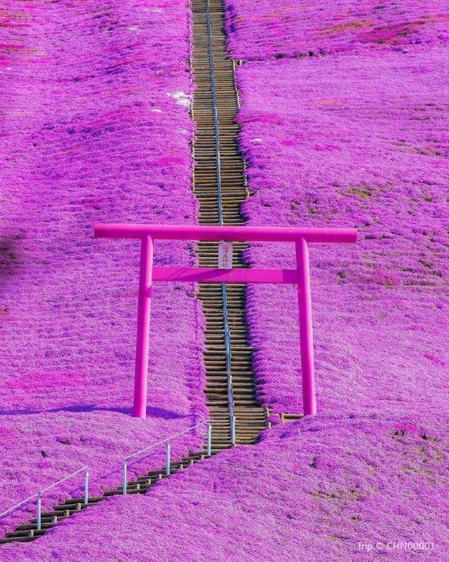 東藻琴芝櫻公園