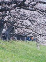 国営淀川河川公園 背割堤桜堤