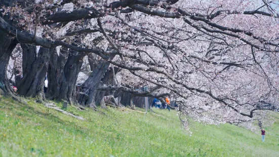 国営淀川河川公園 背割堤桜堤