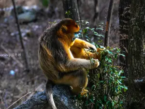 Golden Monkey Grand Canyon