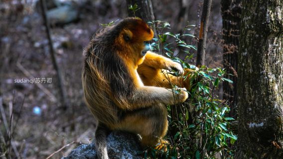 Golden Monkey Grand Canyon