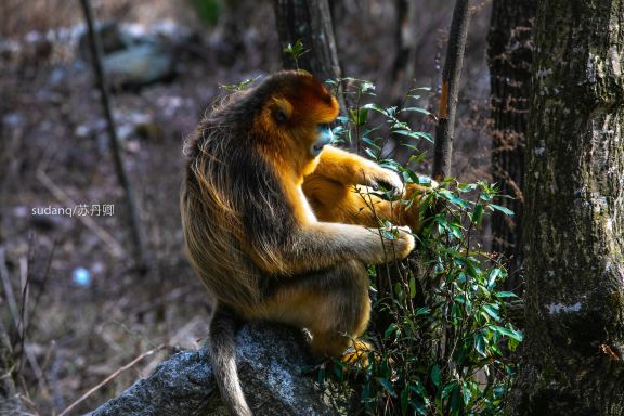Golden Monkey Grand Canyon