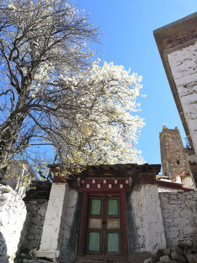 Pear Blossom Viewing in Danba