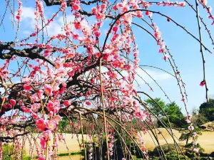 Suizenji Jojuen Garden