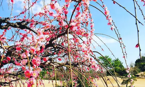 Suizenji Jojuen Garden